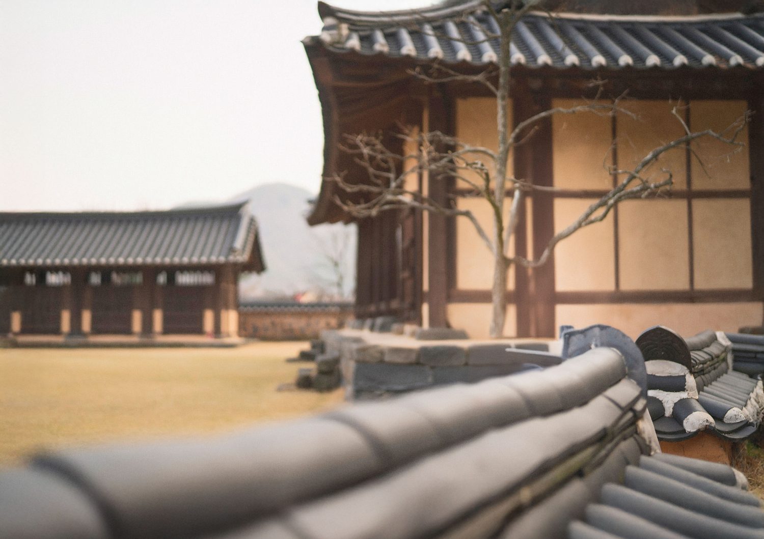 황금빛 논 사이로 난 시골길 — 김작가사진이야기펜션